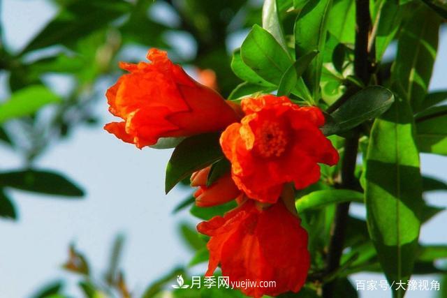 河南省各市市花，洛陽牡丹***出名，月季***受歡迎(圖3)