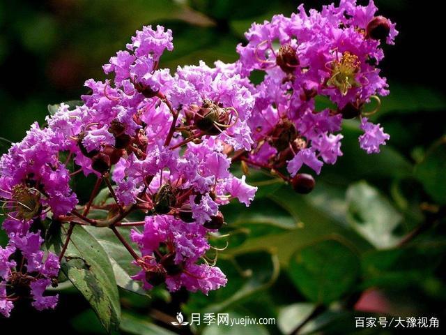 河南省各市市花，洛陽牡丹***出名，月季***受歡迎(圖4)
