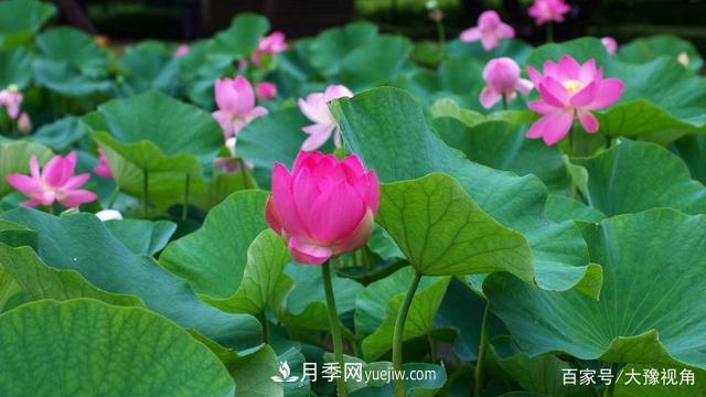 河南省各市市花，洛陽牡丹***出名，月季***受歡迎(圖5)
