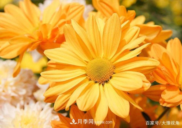 河南省各市市花，洛陽牡丹***出名，月季***受歡迎(圖2)