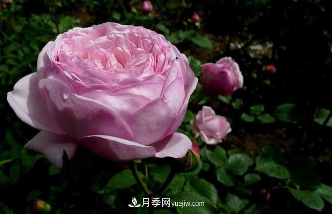 南陽(yáng)月季花多少錢一株？(圖3)