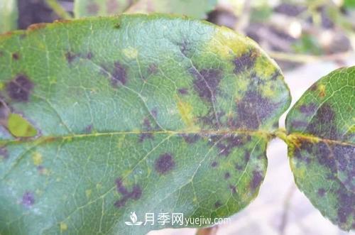 不用農(nóng)藥，食醋治月季黑斑病方法(圖1)