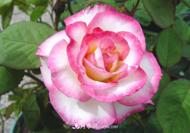 月季澆水，澆根還是澆葉？(圖1)