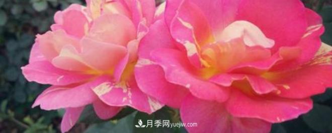 花徑超過15厘米的月季花品種有哪些？(圖1)