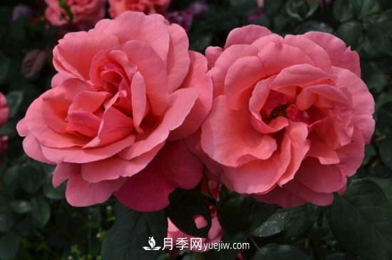 花徑超過15厘米的月季花品種有哪些？(圖3)