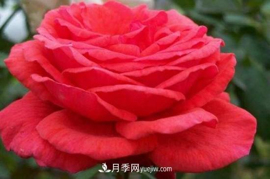 花徑超過15厘米的月季花品種有哪些？(圖4)
