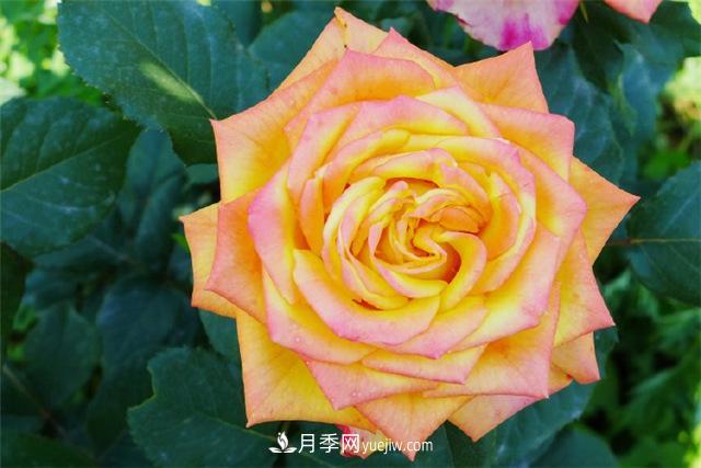 西安的春天，西部芳香園盛開的月季花(圖4)
