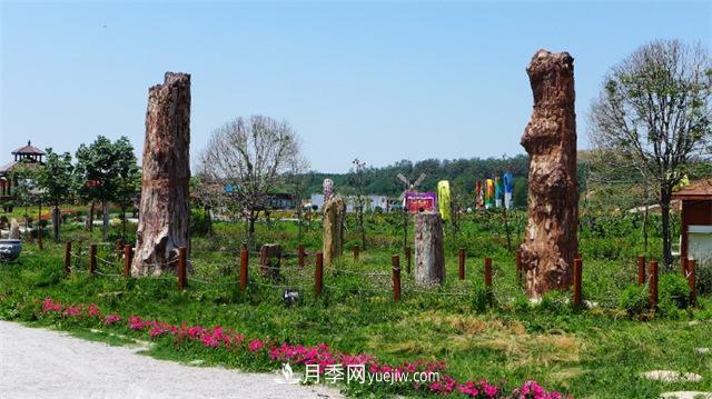 西安的春天，西部芳香園盛開的月季花(圖3)