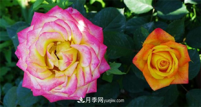 西安的春天，西部芳香園盛開的月季花(圖1)