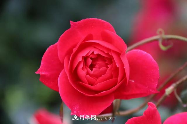 月季正紅：唯有此花開不厭，一年長占四時春(圖3)