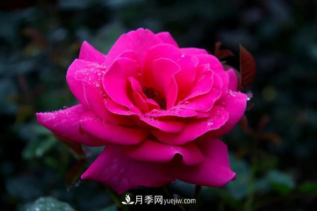 月季正紅：唯有此花開不厭，一年長占四時春(圖1)