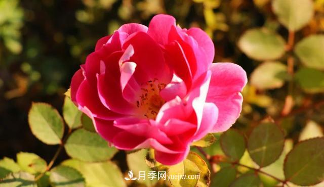 月季正紅：唯有此花開不厭，一年長占四時春(圖4)
