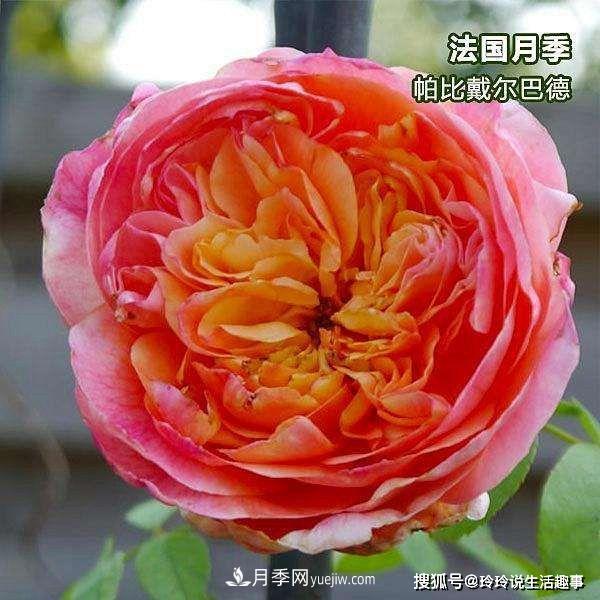喜歡玫瑰，不如養(yǎng)“優(yōu)良月季”戴爾巴德，古典花型，美麗怡人！(圖2)