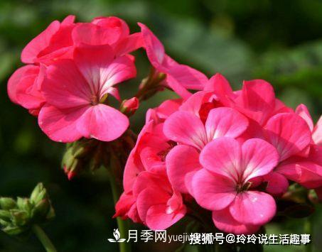 喜歡玫瑰，不如養(yǎng)“優(yōu)良月季”戴爾巴德，古典花型，美麗怡人！(圖4)