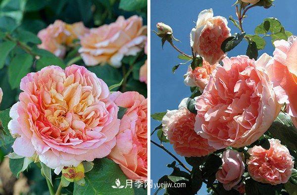 喜歡玫瑰，不如養(yǎng)“優(yōu)良月季”戴爾巴德，古典花型，美麗怡人！(圖1)