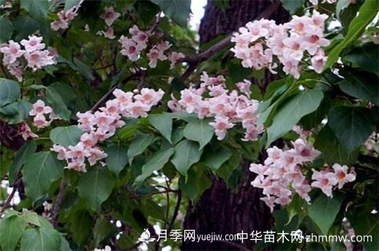 楸樹(shù)的價(jià)值有哪些，可美化環(huán)境還有藥用價(jià)值(圖1)