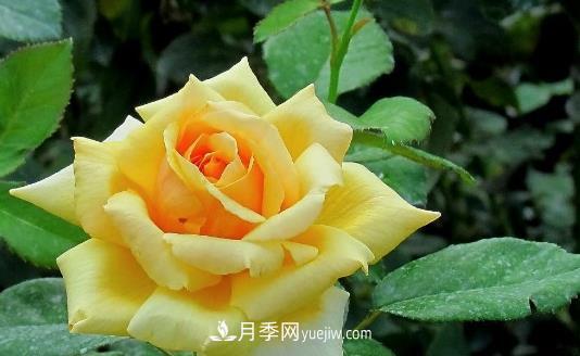 爬藤月季什么時間移植比較好？(圖1)
