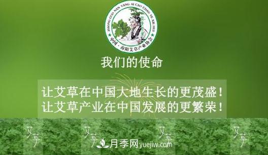 艾草變身黃金葉 南陽(yáng)10多萬(wàn)農(nóng)民因艾收益致富(圖1)