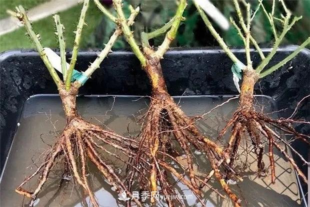 秋冬季節(jié)買的裸根月季苗，選購、上盆和恢復(fù)指南，南北地區(qū)差別大(圖1)