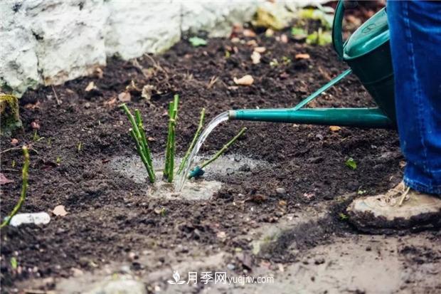 秋冬季節(jié)買的裸根月季苗，選購、上盆和恢復(fù)指南，南北地區(qū)差別大(圖3)