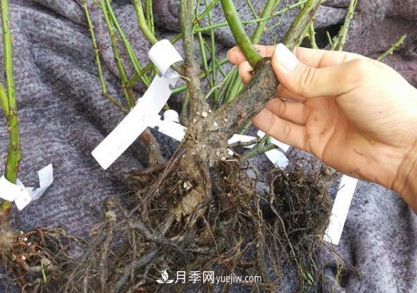 月季裸根大苗開花多見效快，網(wǎng)購(gòu)注意事項(xiàng)(圖1)