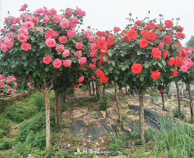 4個(gè)潮流綠化樹，樹狀月季超高性價(jià)比，打造盛夏花園(圖1)