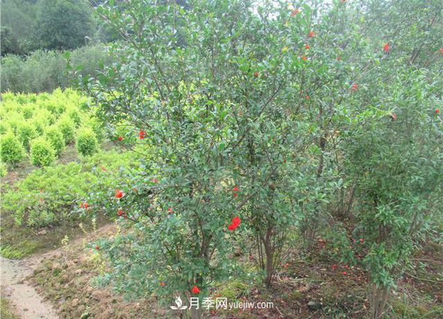 4個(gè)潮流綠化樹，樹狀月季超高性價(jià)比，打造盛夏花園(圖3)