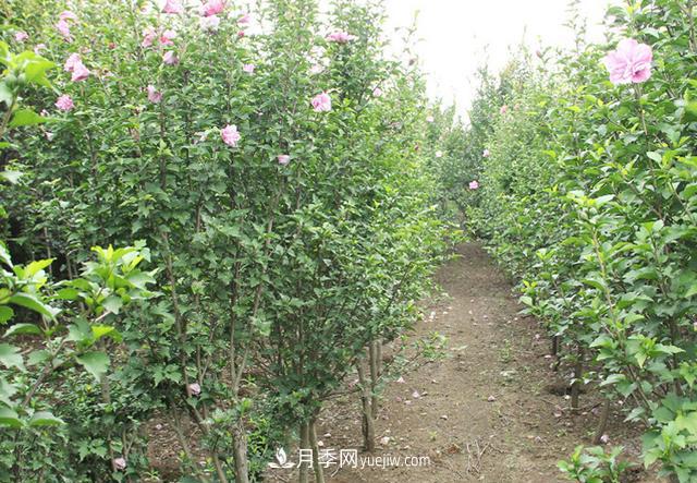 4個(gè)潮流綠化樹，樹狀月季超高性價(jià)比，打造盛夏花園(圖4)