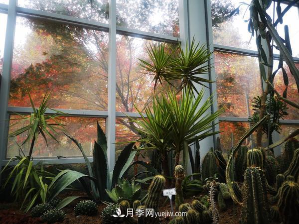 12種稀奇植物首次落戶(hù)鄭州植物園，免費(fèi)對(duì)外展覽(圖1)