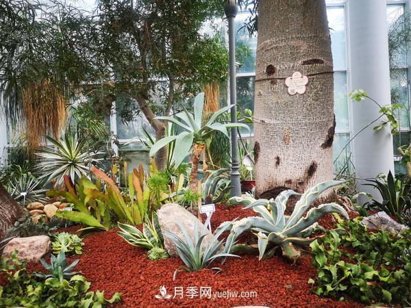 12種稀奇植物首次落戶(hù)鄭州植物園，免費(fèi)對(duì)外展覽(圖3)