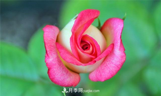 法國月季的摩納哥公主、摩納哥公爵和摩納哥王妃夏琳是什么關(guān)系？(圖1)