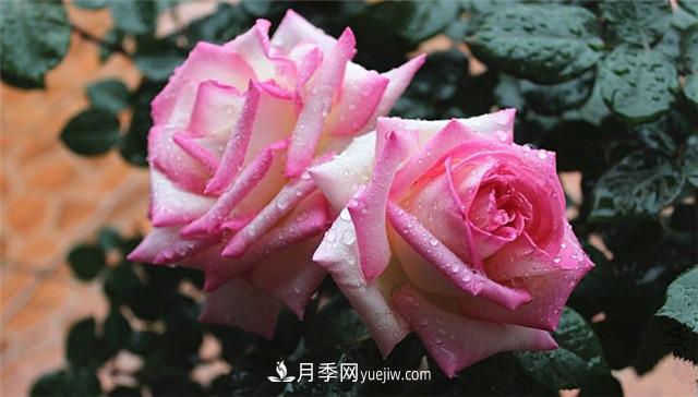法國月季的摩納哥公主、摩納哥公爵和摩納哥王妃夏琳是什么關(guān)系？(圖2)