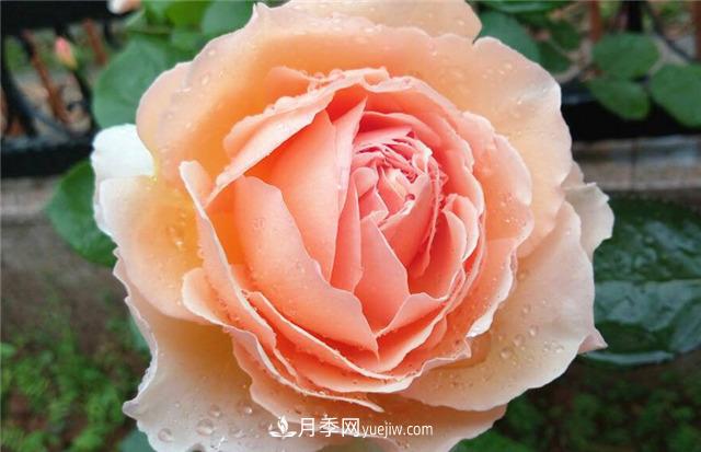 法國月季的摩納哥公主、摩納哥公爵和摩納哥王妃夏琳是什么關(guān)系？(圖4)
