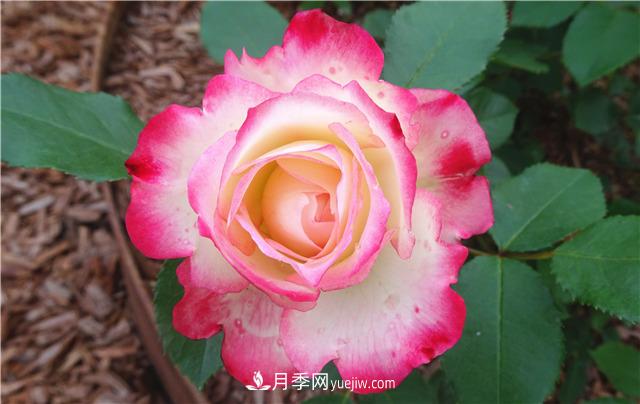 法國月季的摩納哥公主、摩納哥公爵和摩納哥王妃夏琳是什么關(guān)系？(圖3)