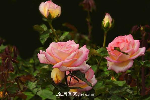 盆栽月季為什么花越開越小？要堅(jiān)持每年換盆(圖1)