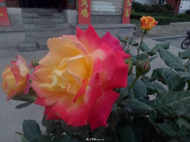 山西運(yùn)城：月季花街，賞花要讓花入你眼中來(圖2)