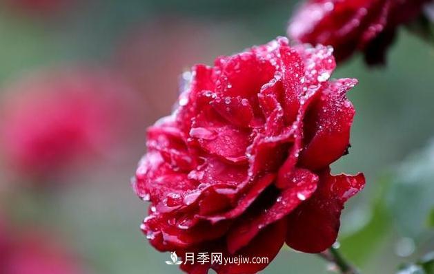 怎樣管理才能夠使月季花四季花香艷呢？(圖1)