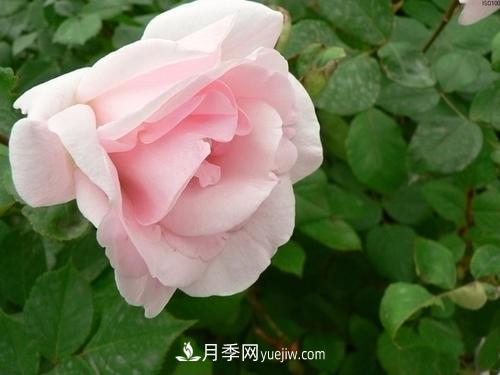 6款月季，家里養(yǎng)月季選它，好看好養(yǎng)好聞，是盆栽佳品(圖3)