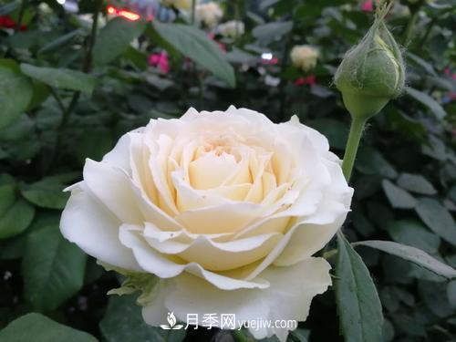 6款月季，家里養(yǎng)月季選它，好看好養(yǎng)好聞，是盆栽佳品(圖4)