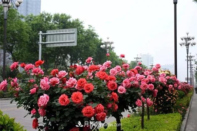 2021年全國苗木需求量預(yù)測，能種滿2000多萬畝苗圃(圖1)
