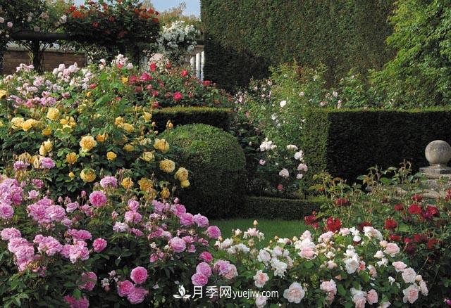 在農(nóng)村種植綠化苗木有發(fā)展前途嗎？種什么苗木有市場？(圖1)