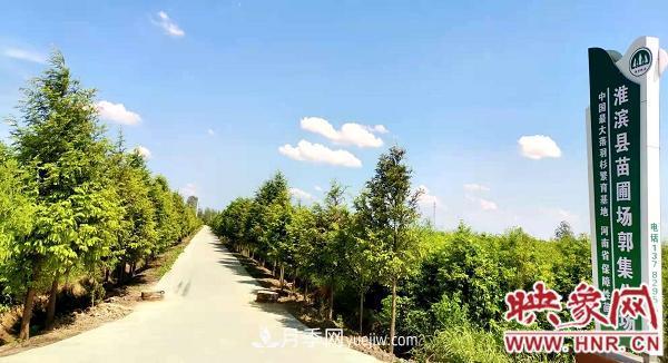 信陽淮濱：建成全國***大的落羽杉苗木繁育基地(圖1)