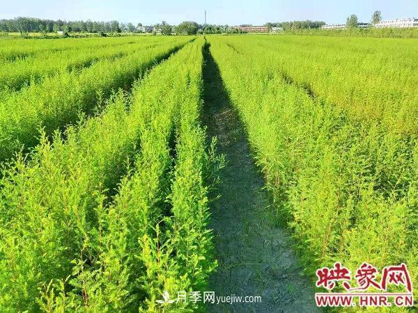 信陽淮濱：建成全國***大的落羽杉苗木繁育基地(圖2)