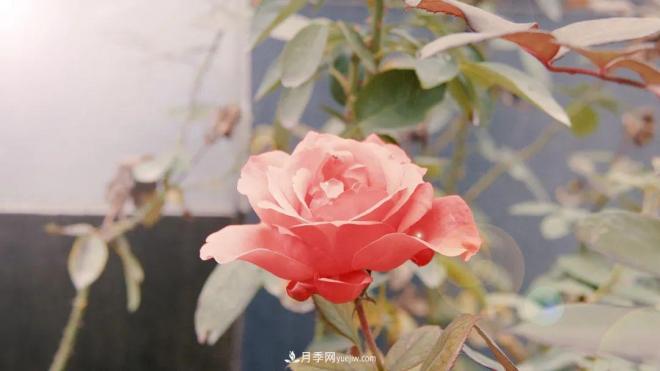 牽手農(nóng)科院！蘭州新區(qū)將建西北***大月季種質(zhì)資源圃(圖1)