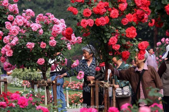 家庭園藝選擇樹狀月季，花期長(zhǎng)生命力強(qiáng)種植簡(jiǎn)單(圖2)
