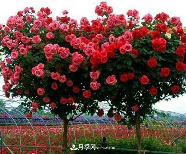 家庭園藝選擇樹狀月季，花期長(zhǎng)生命力強(qiáng)種植簡(jiǎn)單(圖1)