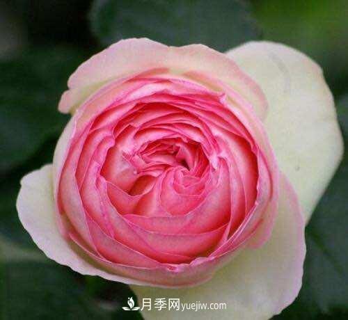月季界的4大開花機(jī)器，養(yǎng)2種就擁有一個(gè)花園(圖1)