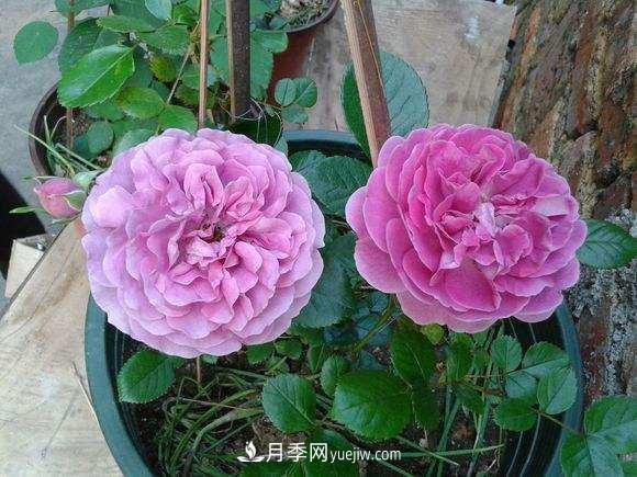 月季界的4大開花機(jī)器，養(yǎng)2種就擁有一個(gè)花園(圖3)