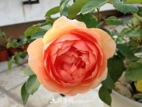 月季界的4大開花機(jī)器，養(yǎng)2種就擁有一個(gè)花園(圖4)