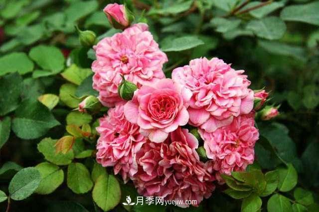 月季界的4大開花機(jī)器，養(yǎng)2種就擁有一個(gè)花園(圖5)